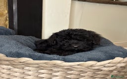 Cockapoo dogs for sale: F2 Cockapoo puppies - Advert 5