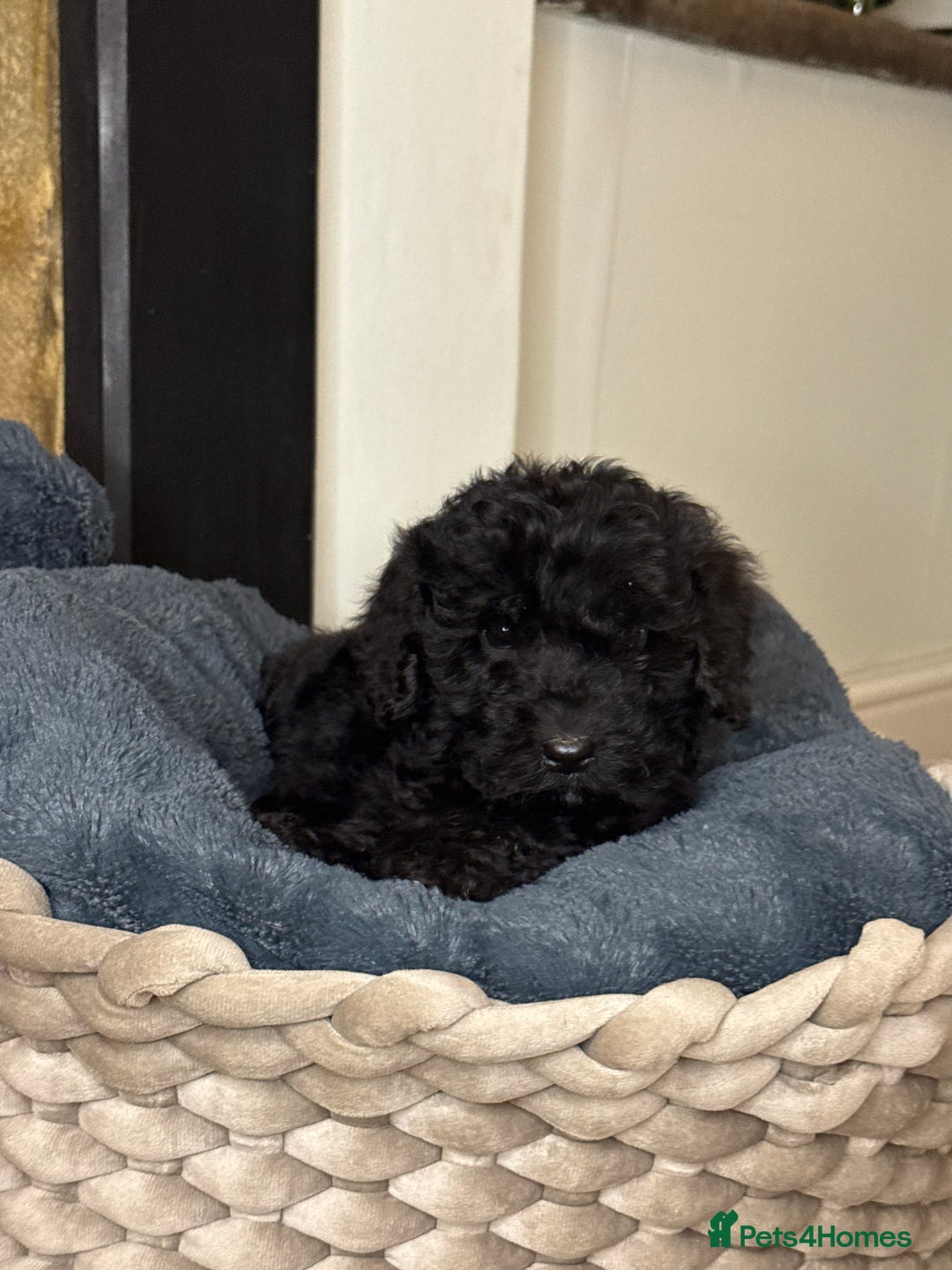 Cockapoo dogs for sale: F2 Cockapoo puppies - Advert 5