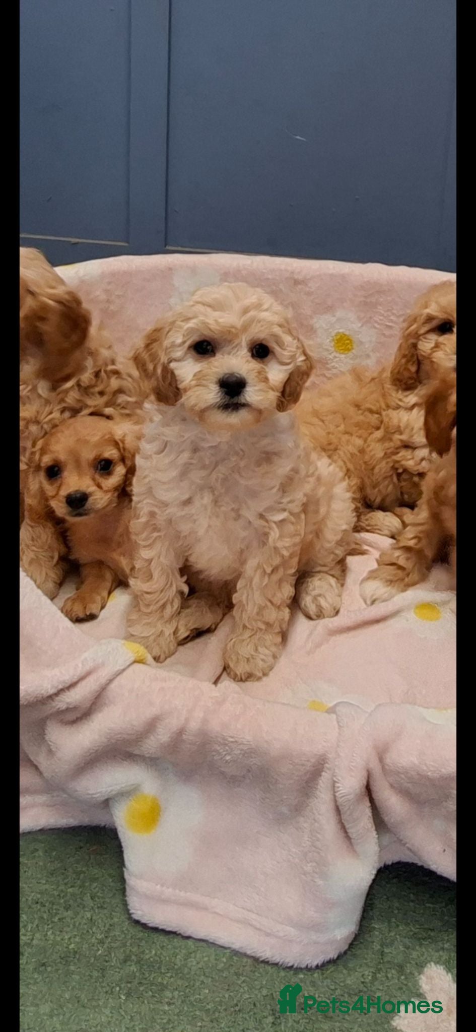 Cavapoochon dogs Gorgeous Cavapoochon Puppies for sale! - Advert 1