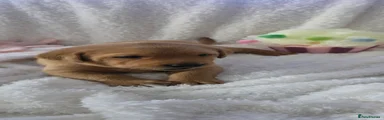 Labrador Retriever 2