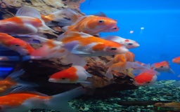 Other/Mixed Breed fish for sale: Fish Stock List - Updated Regularly  - Image 37