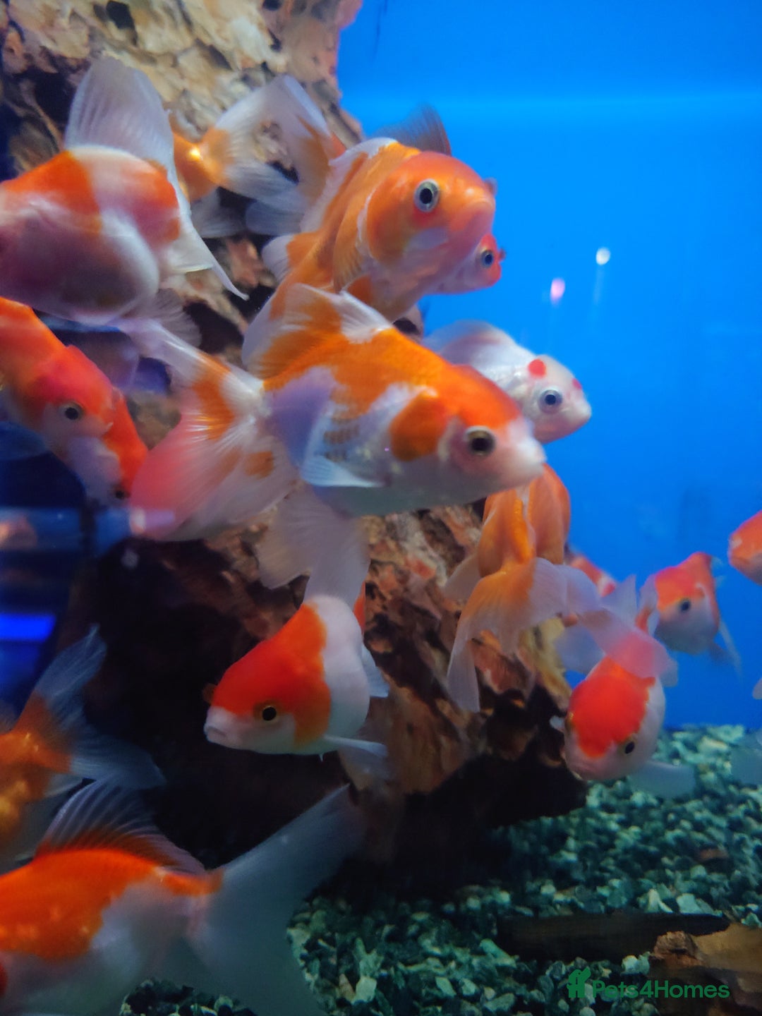 Other/Mixed Breed fish for sale: Fish Stock List - Updated Regularly  - Image 37