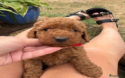 Cockapoo dogs for sale: Cockapoo  - Image 11