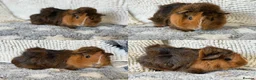 Guinea Pig rodents for sale: 3 Abyssinian / Silkie mix Boar Brothers - Advert 1