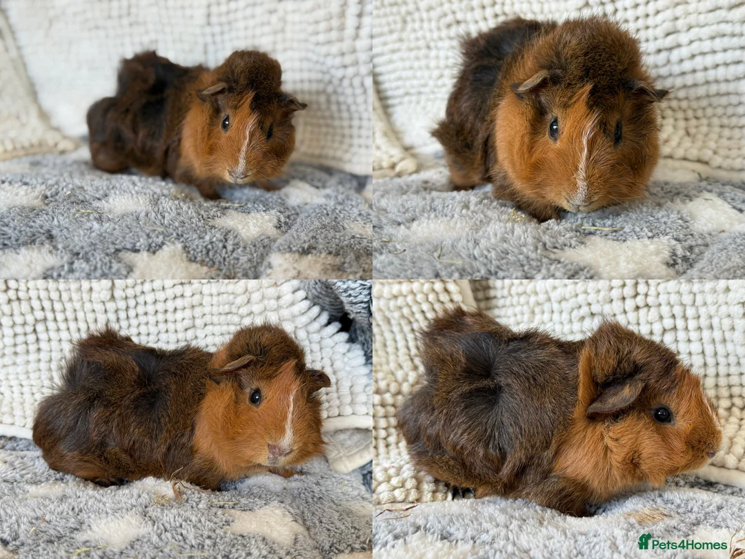 Guinea Pig rodents for sale: 3 Abyssinian / Silkie mix Boar Brothers - Advert 1