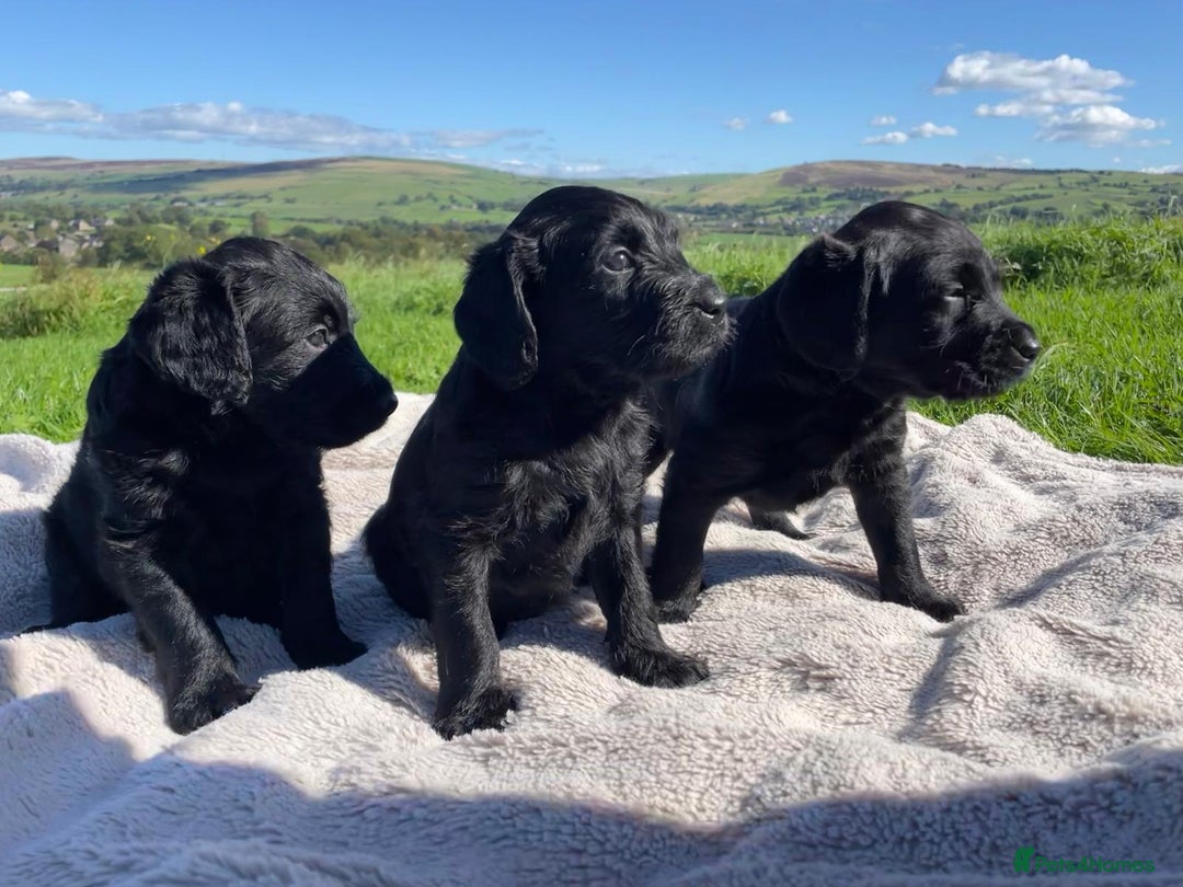 Labradoodle dogs for sale: Labrador x labradoodle Puppies - Image 2