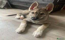 Shepsky dogs for sale: SHEPSKY MALE HUSKY GERMAN SHEPHERD CROSS MALE - Image 4