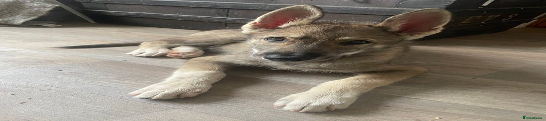 Shepsky Puppy 2