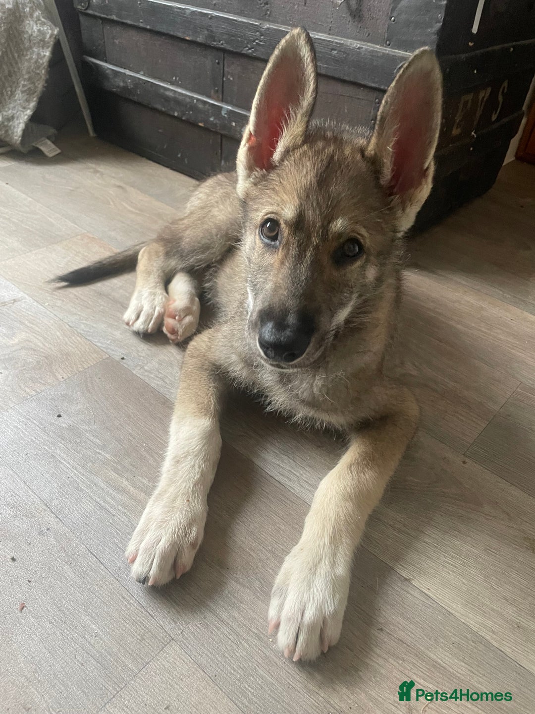 Shepsky dogs for sale: SHEPSKY MALE HUSKY GERMAN SHEPHERD CROSS MALE - Image 4