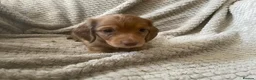 Miniature Dachshund dogs for sale: Qualiyy Miniature Long Haired Dachshunds in Bridgend - Advert 7