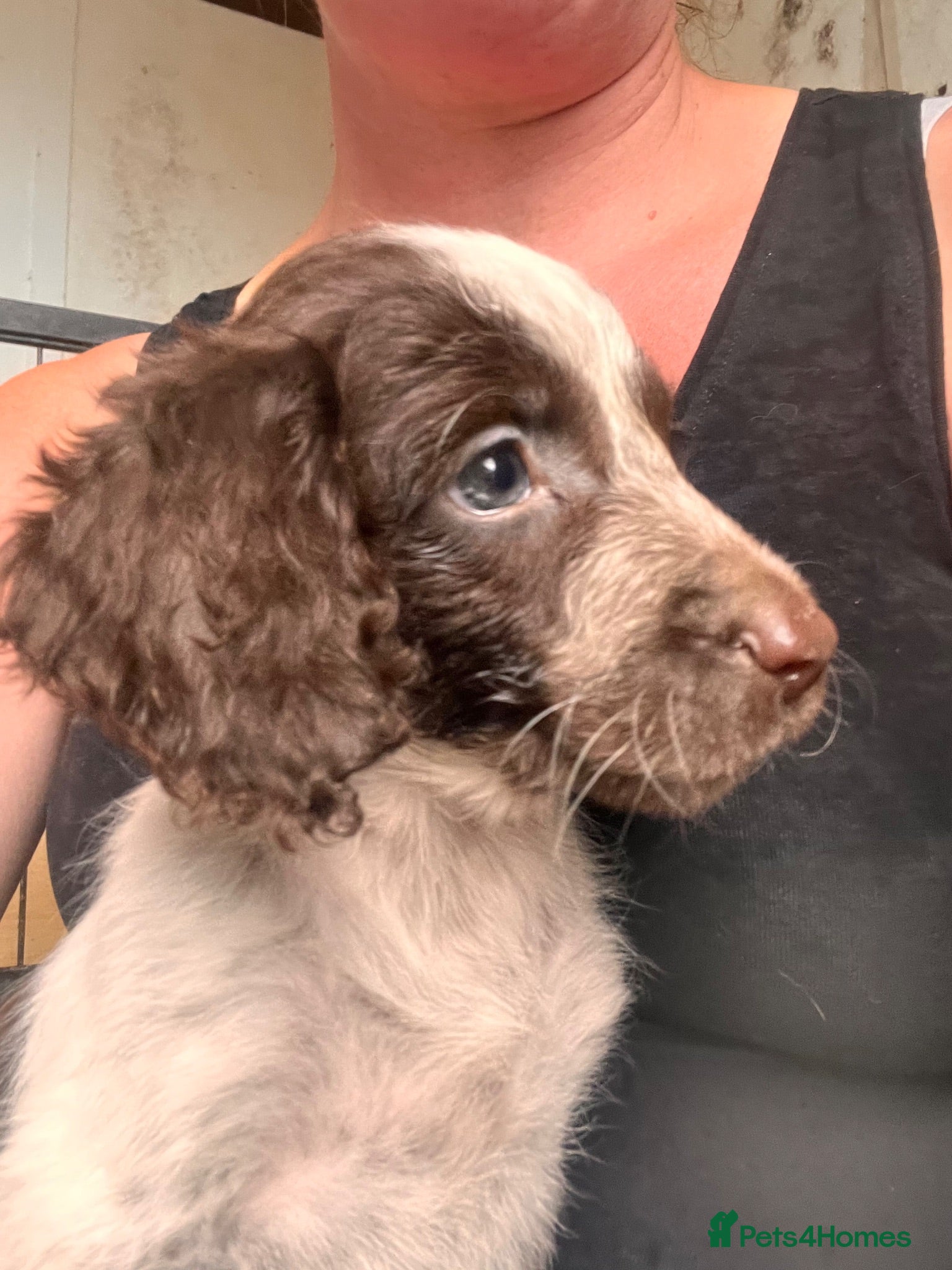 Cockapoo dogs COCKAPOO PUPPIES 8 WEEKS READY NOW 3 GIRLS 1 BOY  - Advert 4