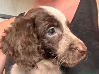 Cockapoo dogs COCKAPOO PUPPIES 8 WEEKS READY NOW 3 GIRLS 1 BOY - Advert 3