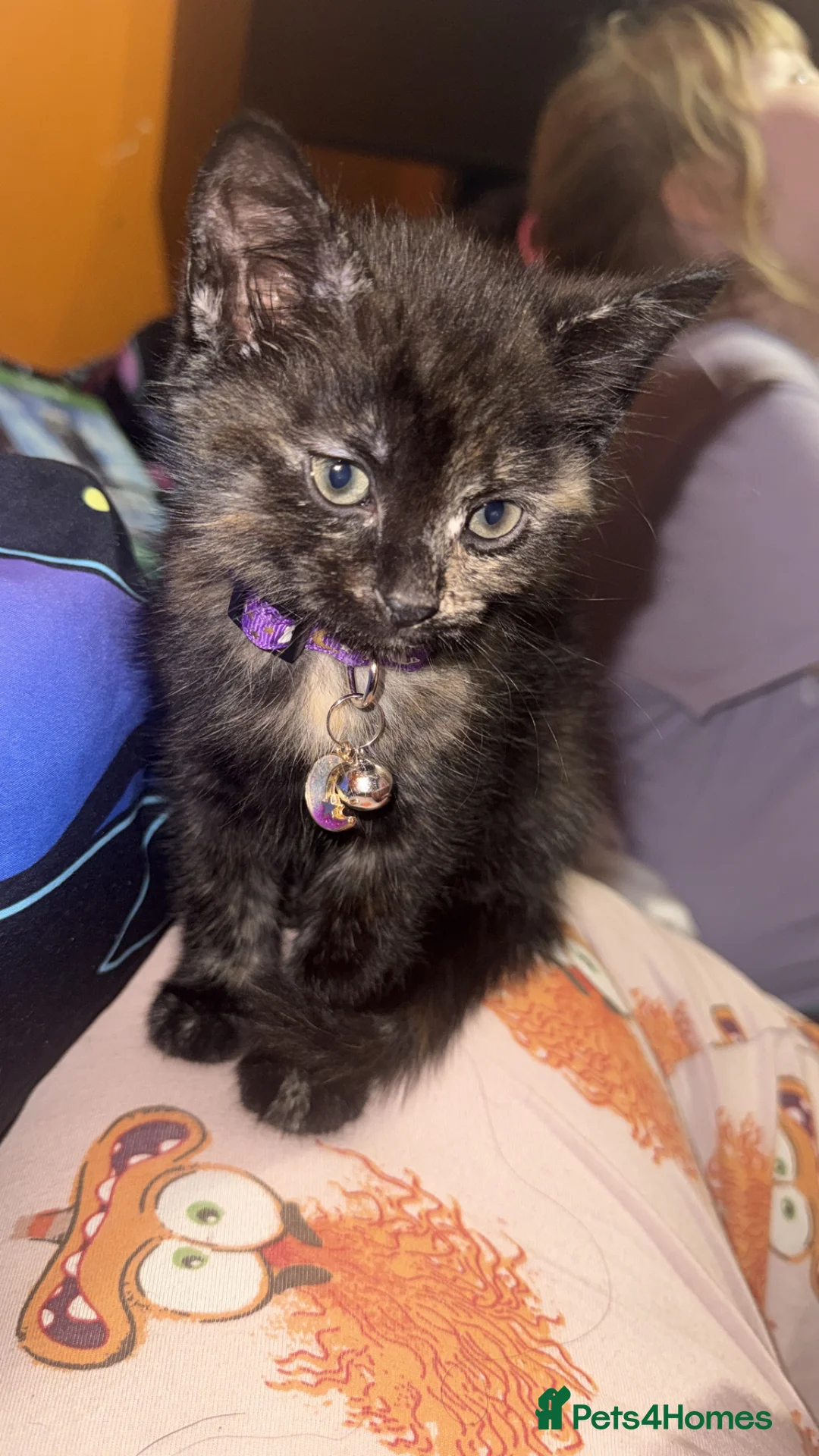 Mixed Breed cats for sale: 2 kittens for rehome  in Stoke-on-Trent - Advert 13
