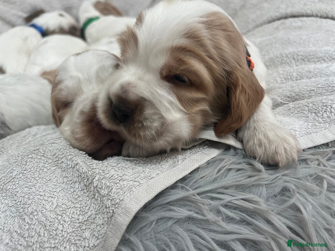 Cocker Spaniel dogs for sale: Beautiful Orange Roan/ Sable Puppies  - Image 3