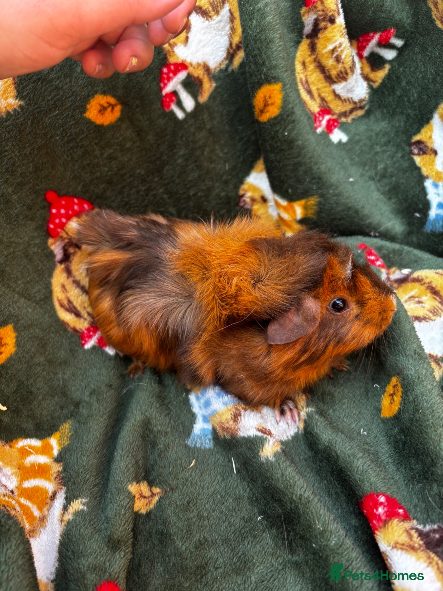 Guinea Pig rodents multiple girls available  - Advert 14
