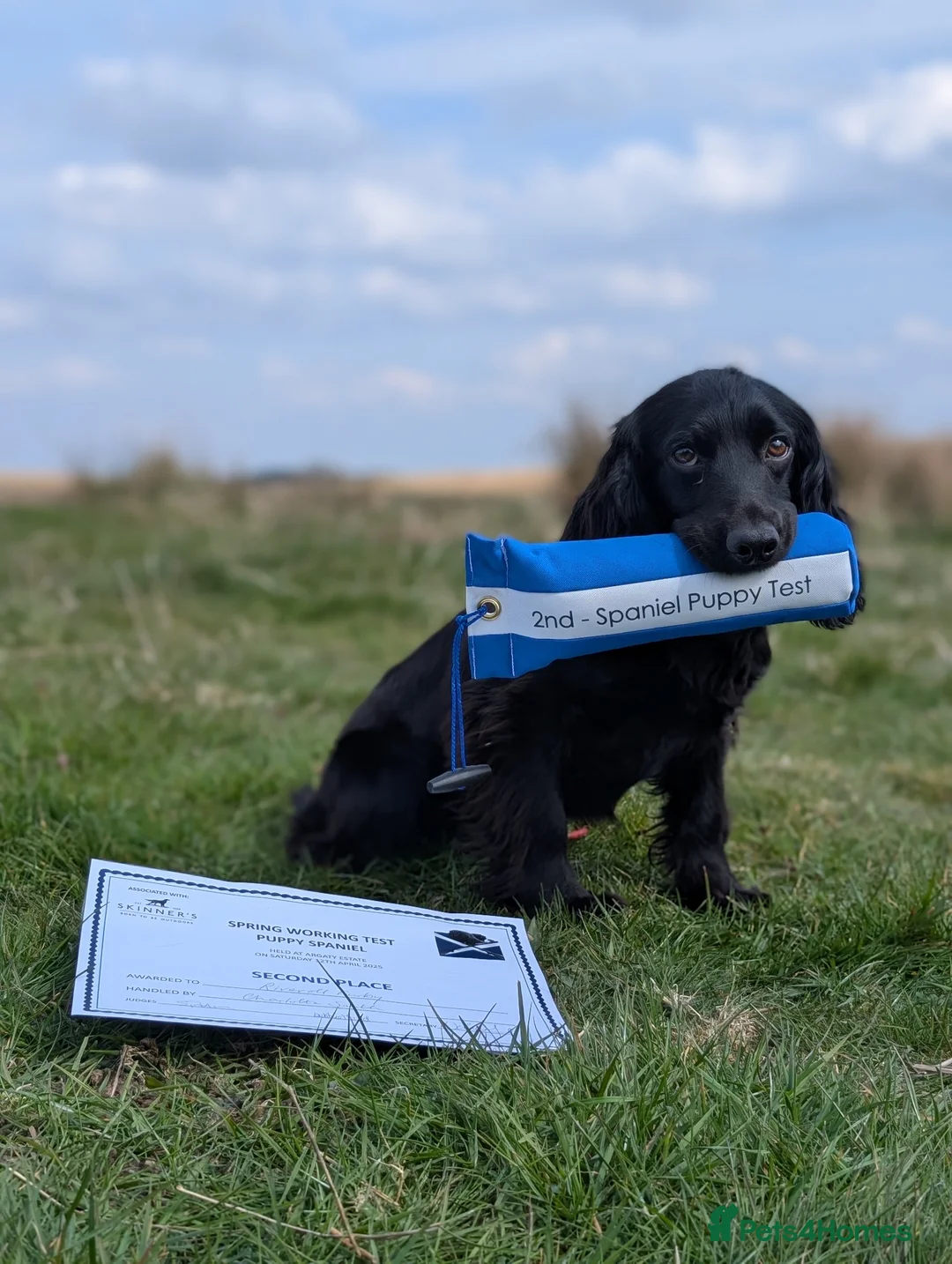 Cocker Spaniel dogs for stud: Working Cocker STUD DOG - Advert 2