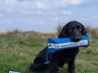 Cocker Spaniel dogs Working Cocker STUD DOG - Advert 2