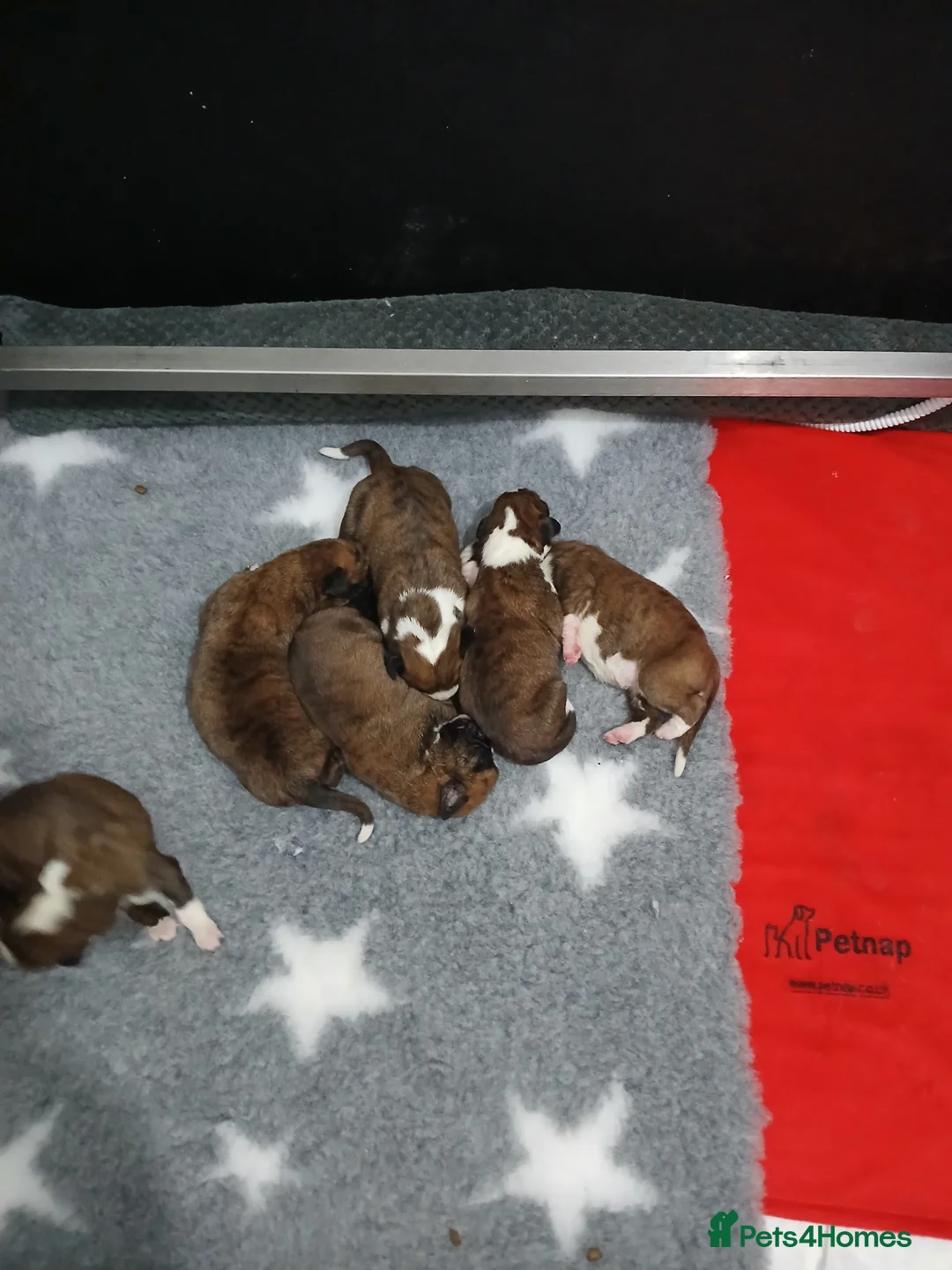 Boxer dogs for sale: champion sired boxer pups  - Advert 12
