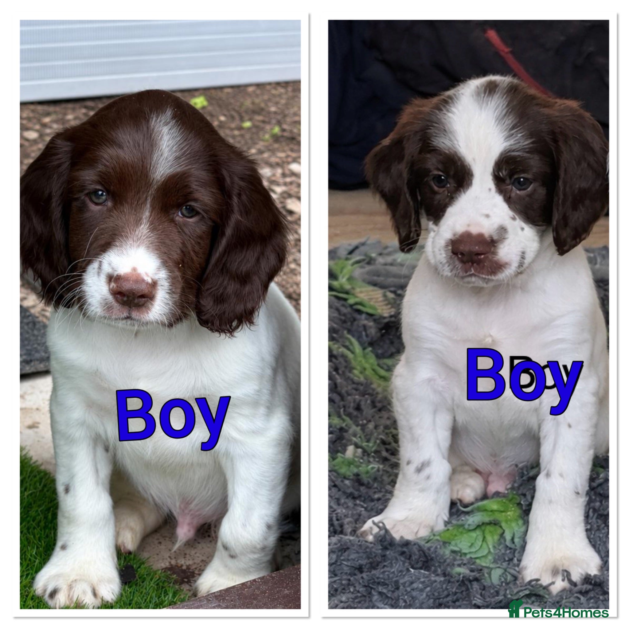 English Springer Spaniel dogs Cheeky Springer Spaniel Pups  - Advert 1