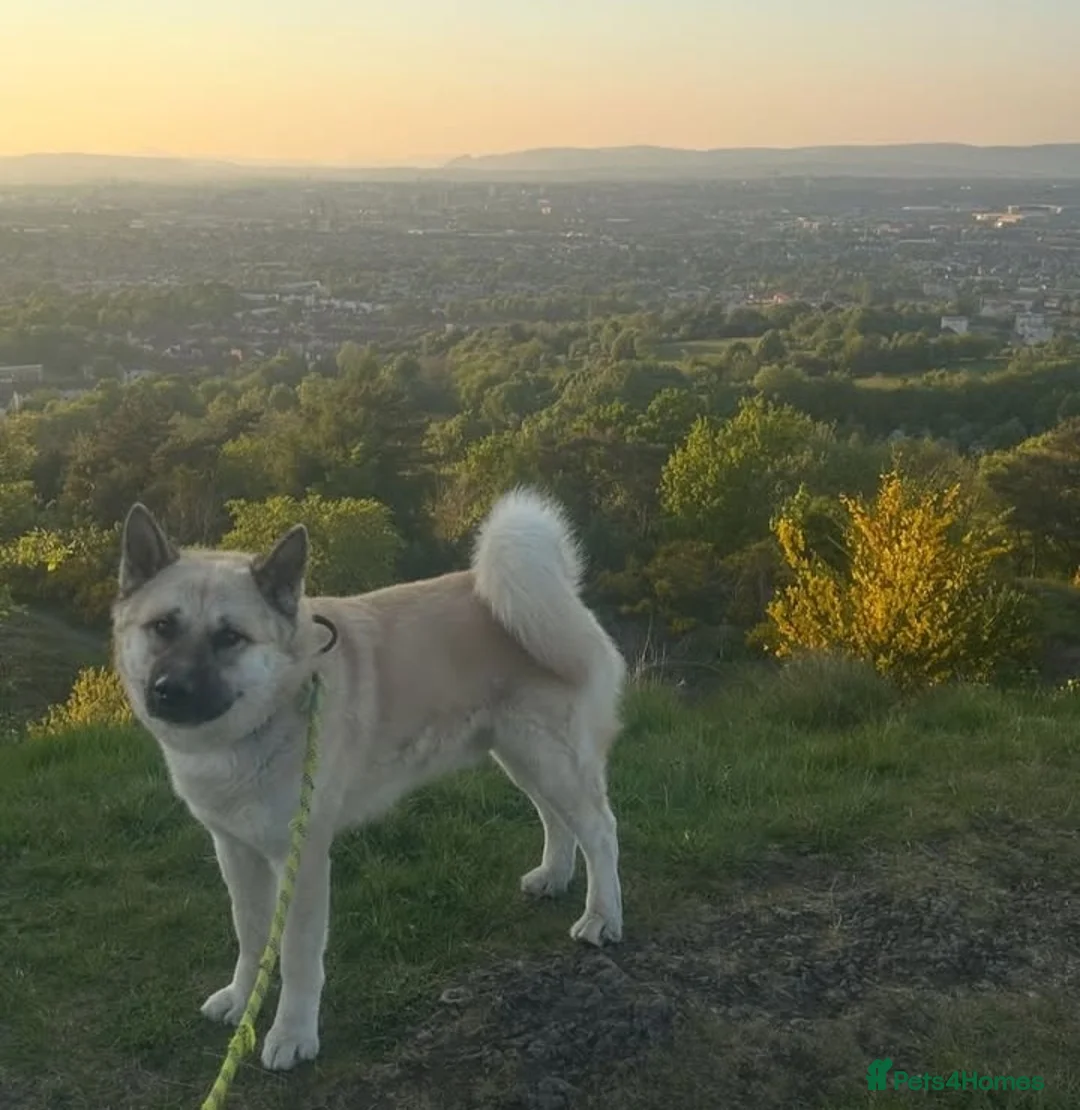 Mixed Breed dogs for stud: Huskita in Glasgow - Advert 2