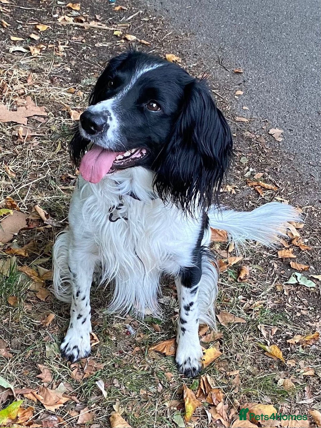 English Springer Spaniel dogs for stud: KC Stud only -English Springer spaniel  - Advert 3