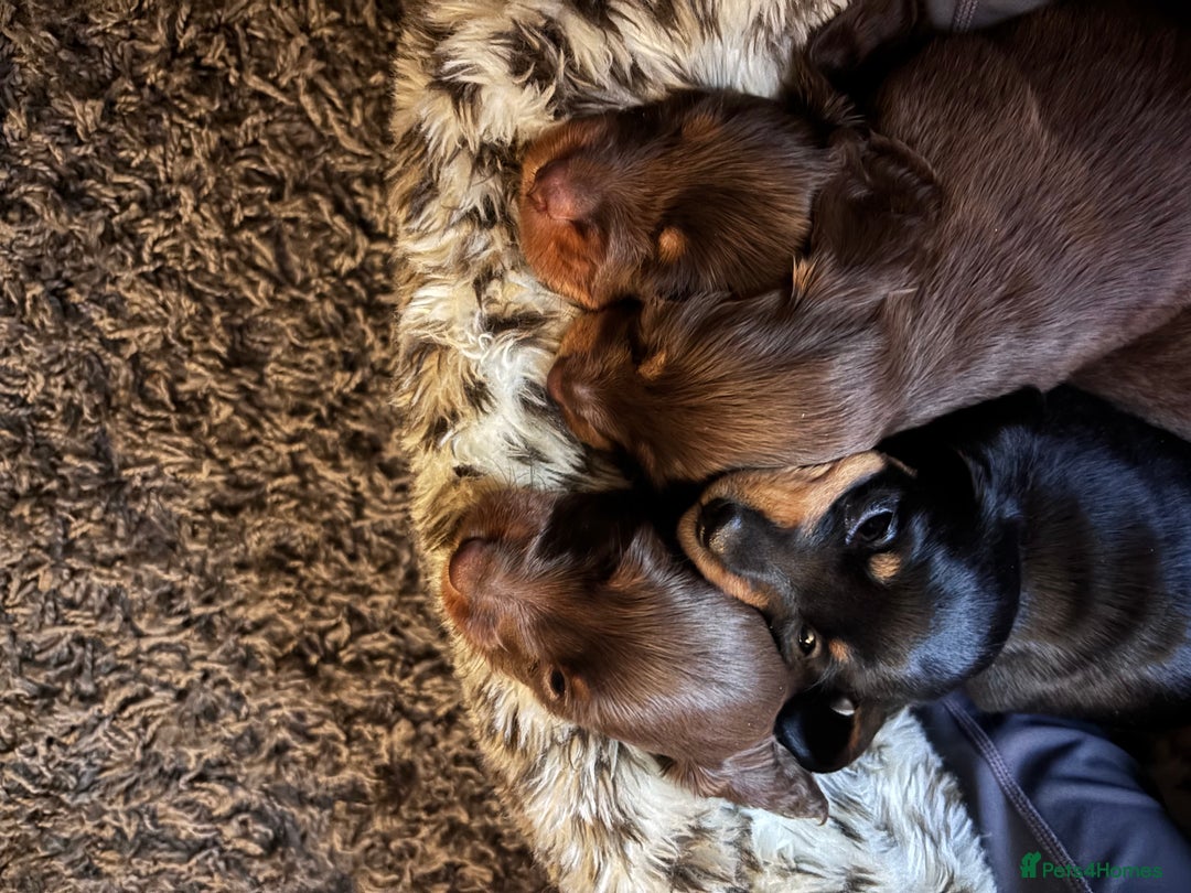 Miniature Dachshund dogs for sale: Long haired miniature dachshunds  - Advert 3