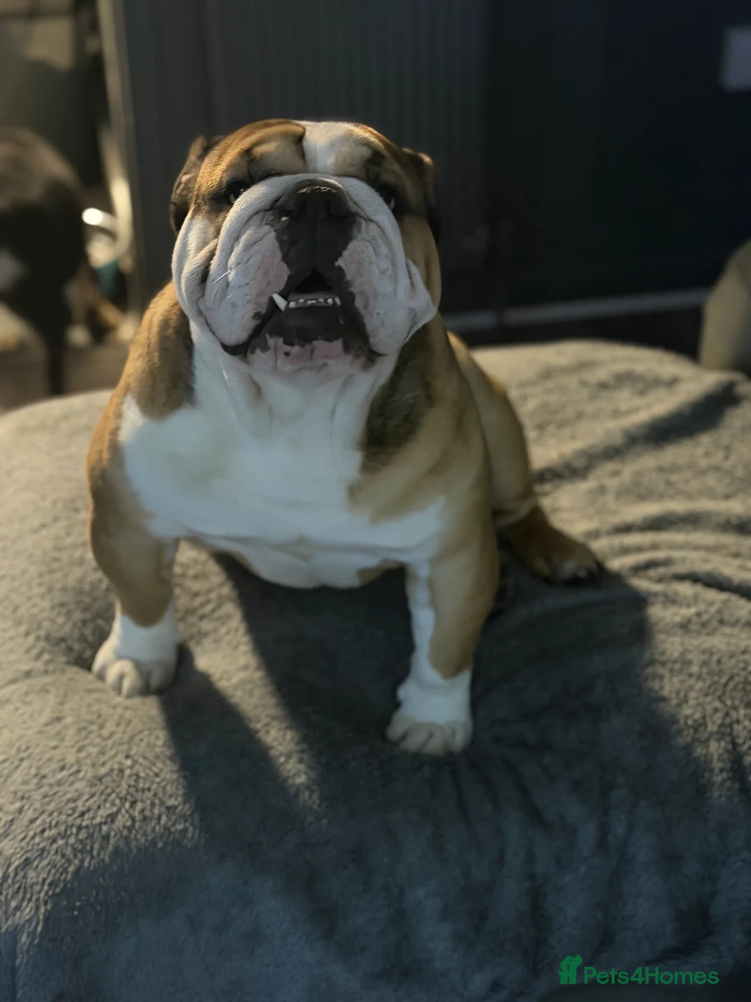 English Bulldog dogs for stud: BRONSON stunning English bulldog  - Advert 2