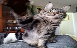 Maine Coon cats for sale: 🍁🍂Good females🏡🎯📣 - Image 12