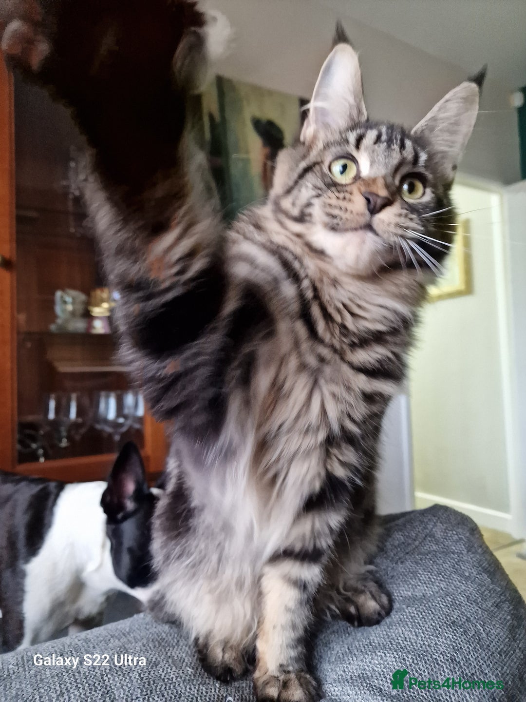 Maine Coon cats for sale: 🍁🍂Good females🏡🎯📣 - Image 12