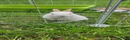 Mixed Breed rabbits for sale: They are 3 weeks and 5 weeks old  - Advert 3