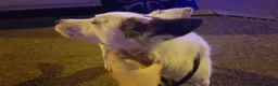 Mixed Breed dogs for sale: Meet wonderful JACK! in Sheffield - Advert 5