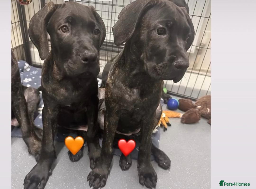 Cane Corso dogs for sale: CLOSING ADVERT ONCE REVIEWS ARE MADE - Advert 7