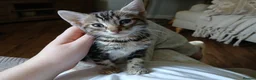 Bengal cats for sale: LAST OF HIS LITTER | KITTEN 3/4 Bengal Boy - Advert 10