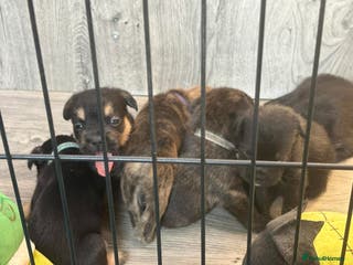 Mixed Breed dogs 5 French bulldog cross pups for sale - Advert 2