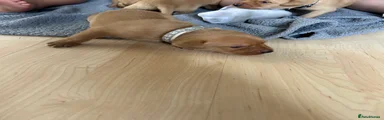 Grey collar 