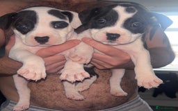 Staffordshire Bull Terrier dogs for sale: Staffordshire bull terriers  - Image 21