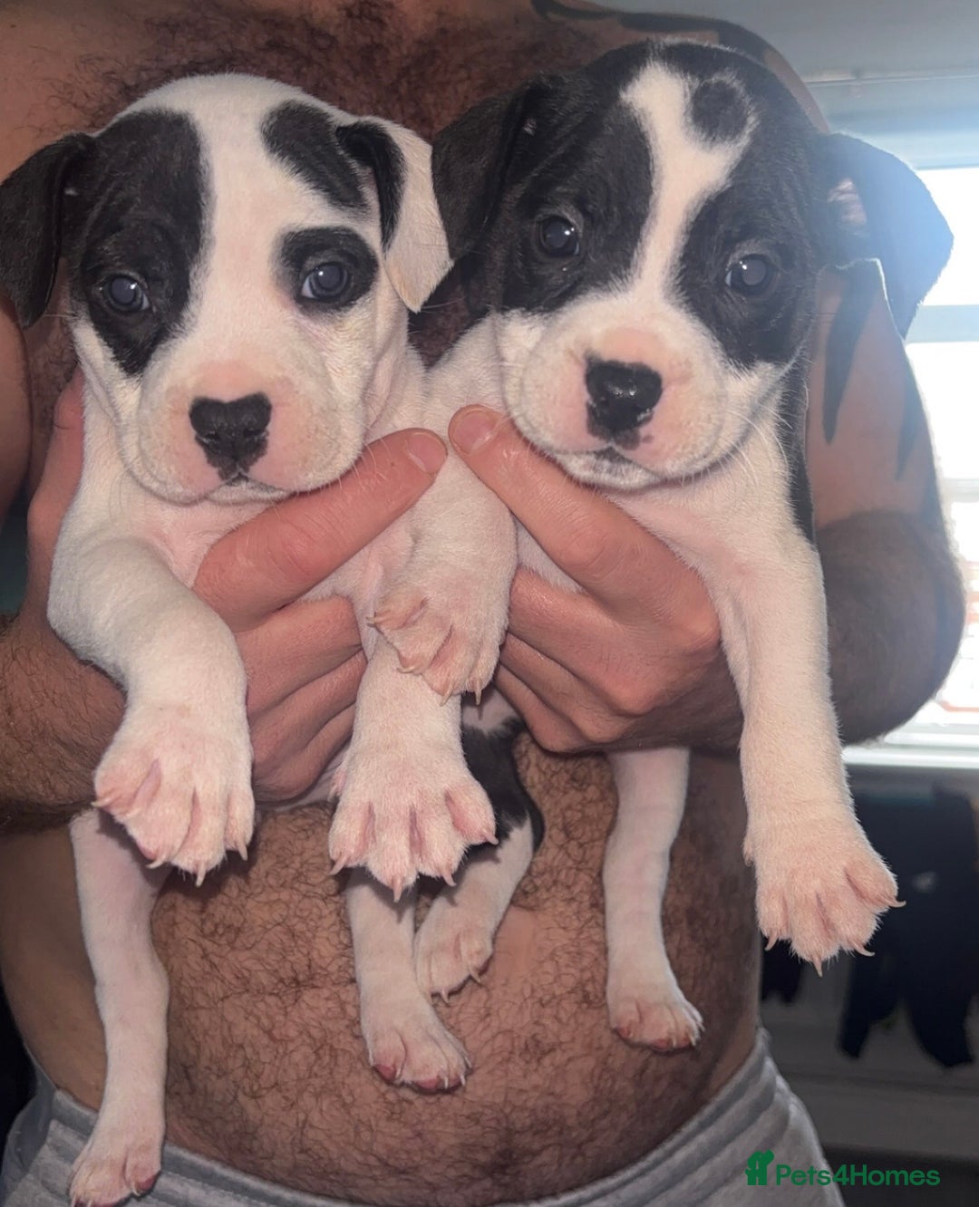 Staffordshire Bull Terrier dogs for sale: Staffordshire bull terriers  - Image 21