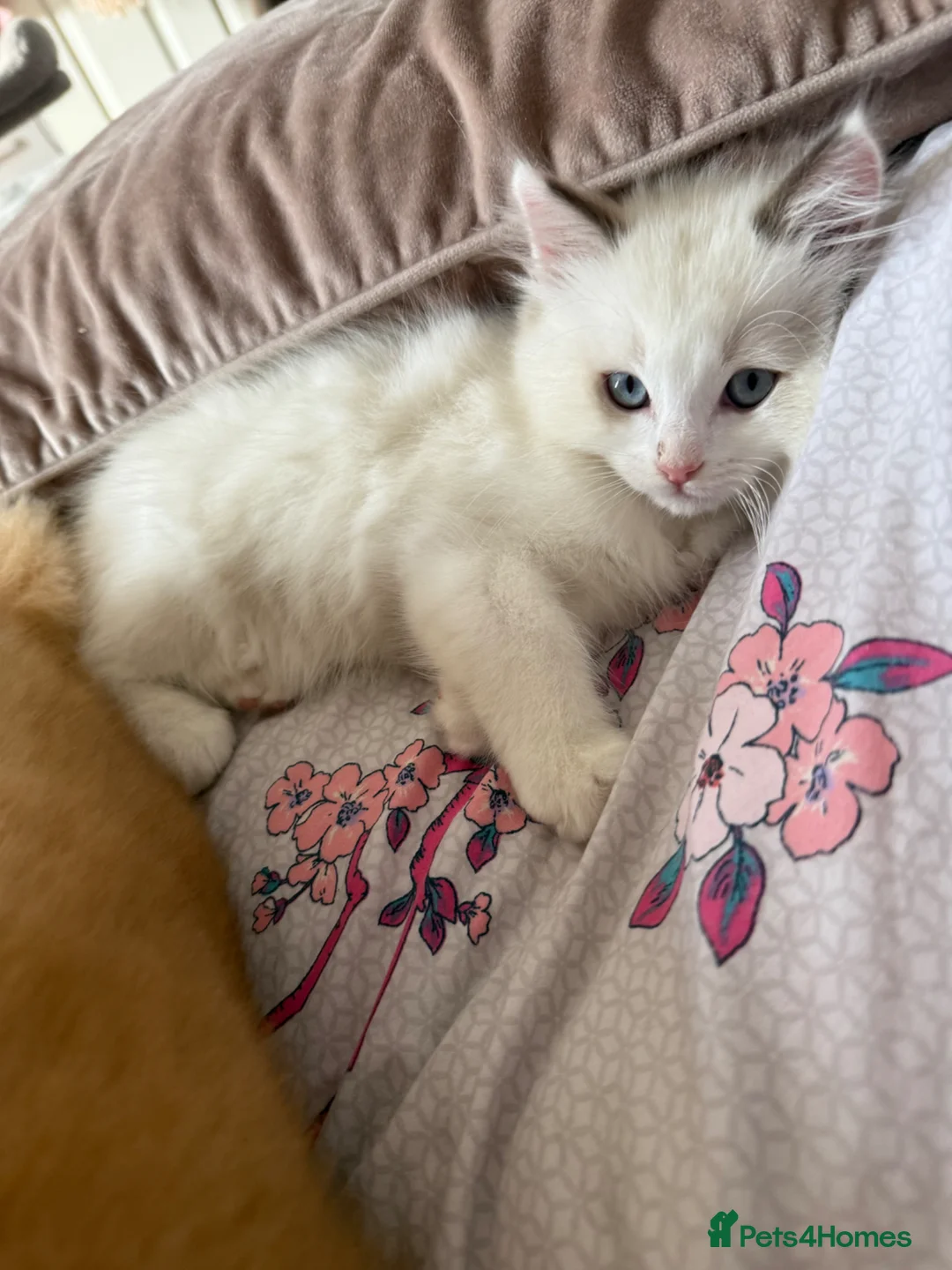 Ragdoll cats for sale: Top QualityRagdolls💙Rare Boy+ 2Blue BicolourGirls in Sunbury-on-Thames - Advert 40