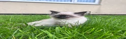 Ragdoll cats for sale: Beautiful kitten - Advert 5