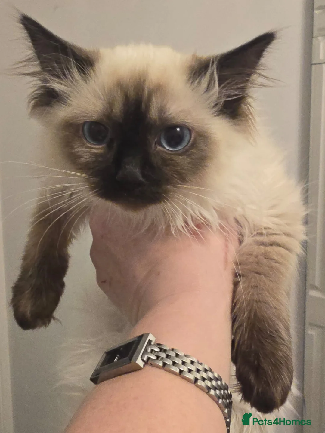 Ragdoll cats for sale: Ragdoll - Advert 27