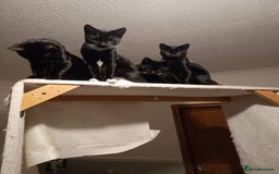 Mixed Breed cats for sale: READY NOW beautiful & charming 4mths old kittens - Image 5