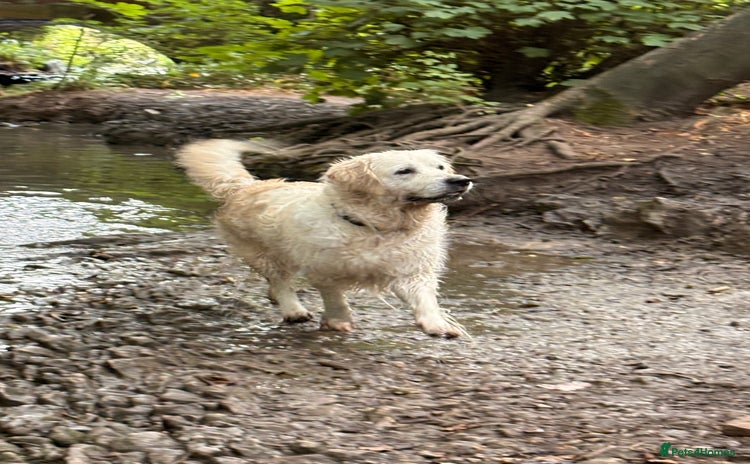 Golden Retriever dogs - Advert 1