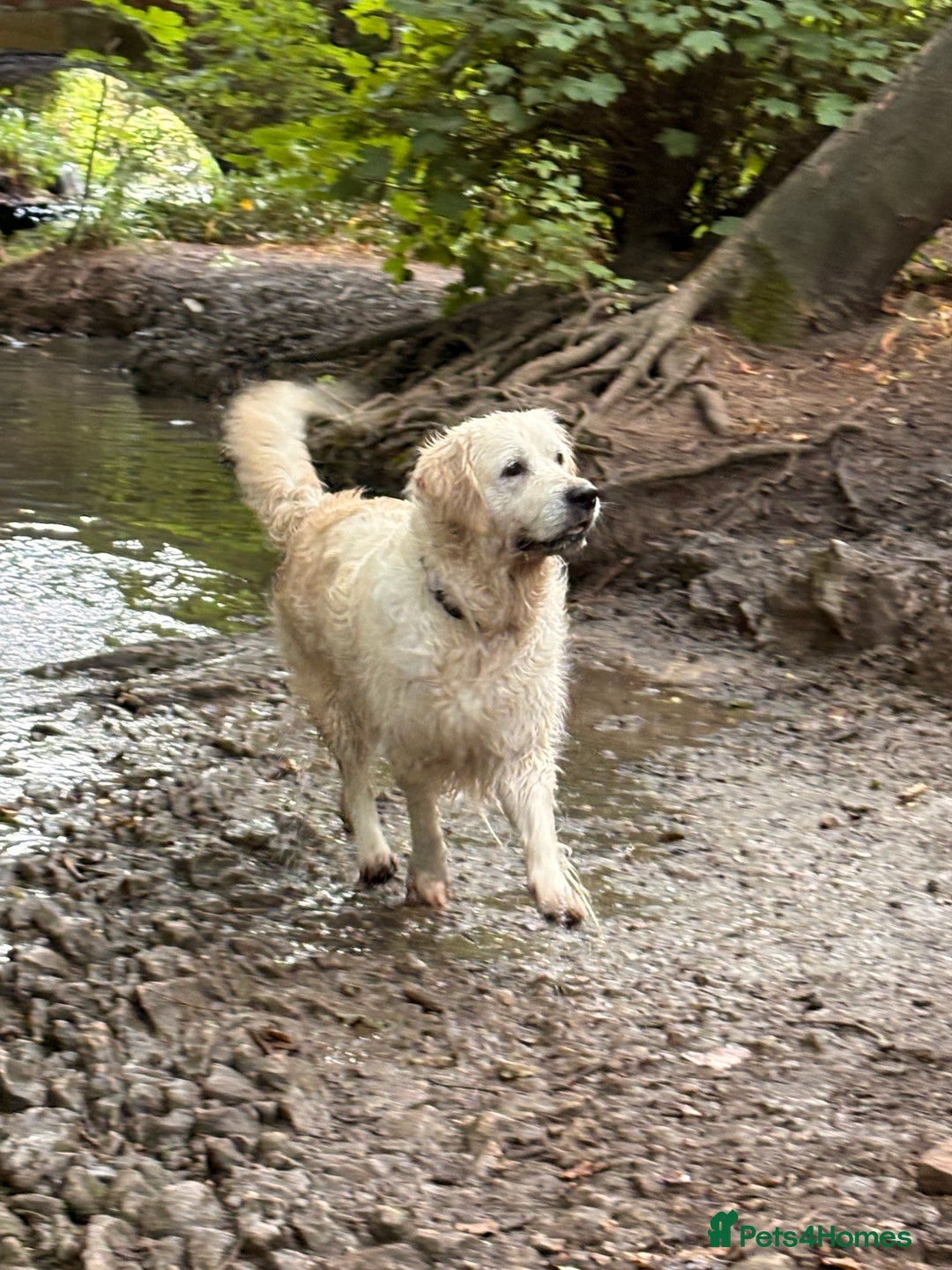 Golden Retriever dogs for sale: Beautiful girl looking for her forever home - Image 1