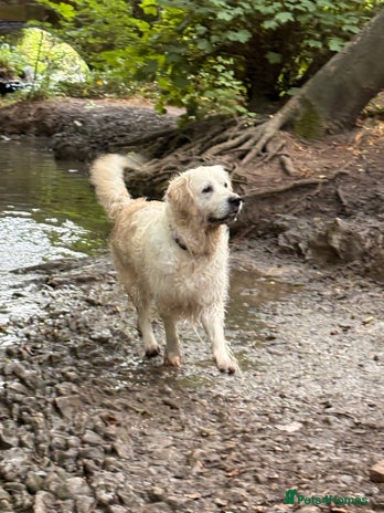 Golden Retriever dogs - Advert 9