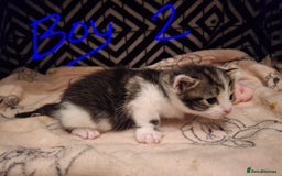 Mixed Breed cats for sale: Mix breed - Image 7