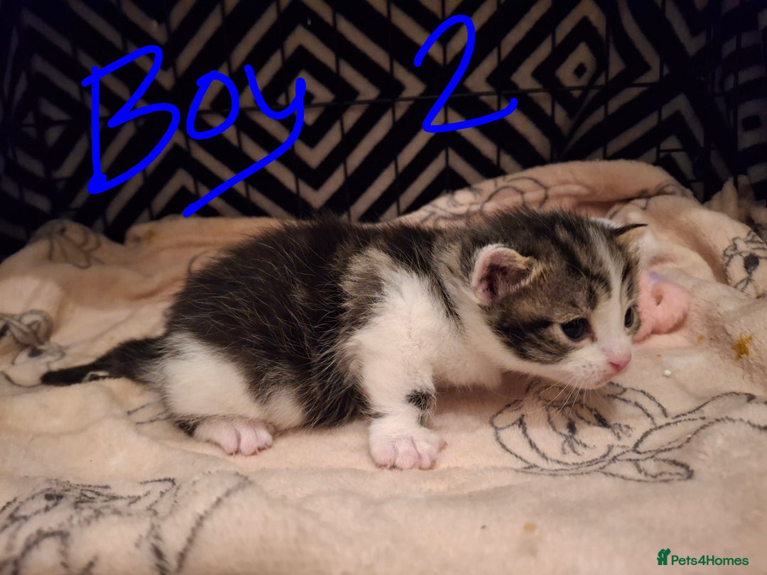 Mixed Breed cats for sale: Mix breed - Image 7