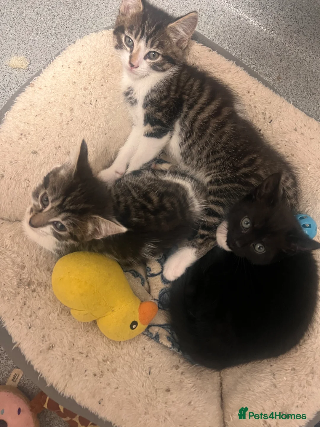 Mixed Breed cats for sale: Last 2 left READY NOW £50 - Advert 2