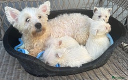 West Highland Terrier dogs for sale: West highland terrier  - Image 9