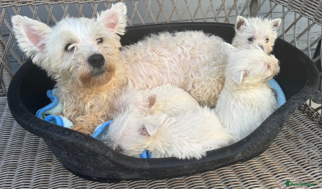 West Highland Terrier dogs for sale: West highland terrier  - Image 9