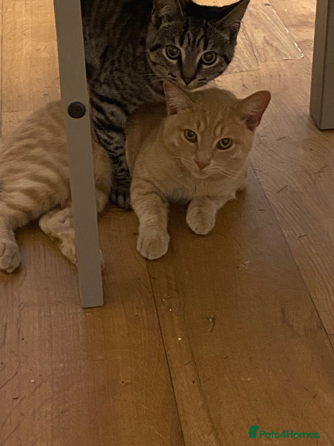 British Shorthair cats for sale: 2 cats for rehoming - Advert 1